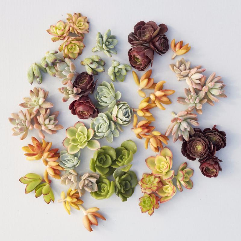 Assorted Succulent Cuttings - DIY Succulent Wreath Cuttings