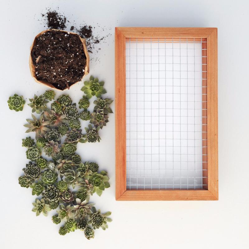 live succulent wall planter Succulent Living Picture Kit