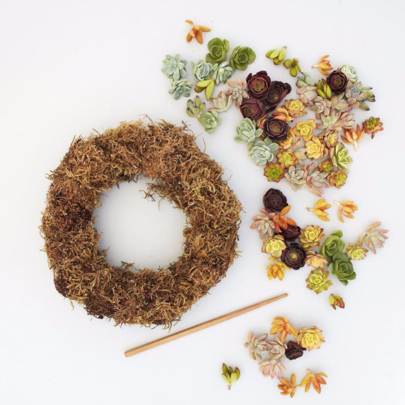 diy succulent wreath kit Succulent Wreath Kit