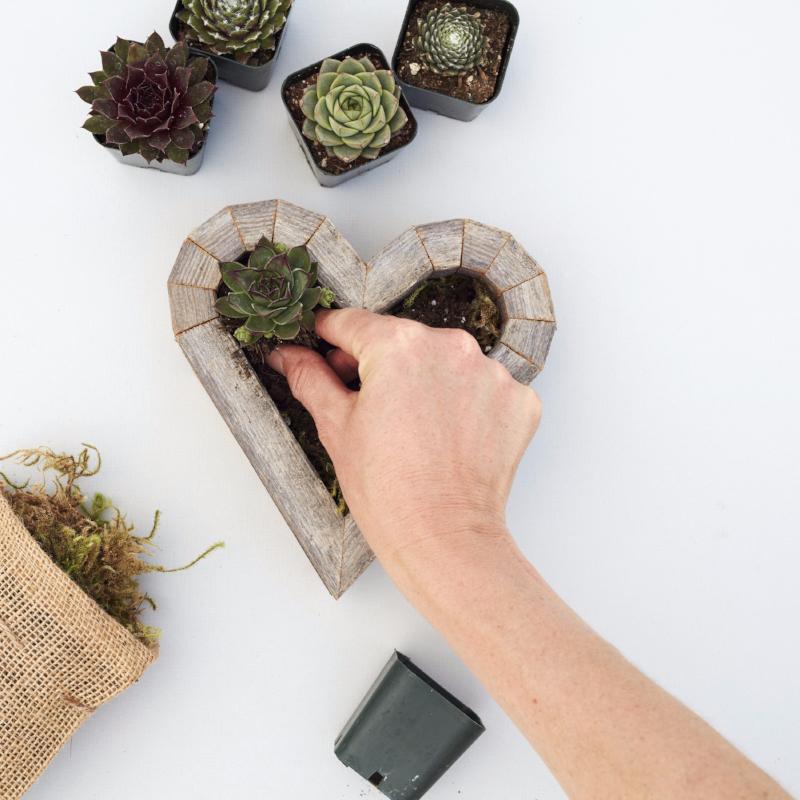 Planting a Small Redwood Heart Planter