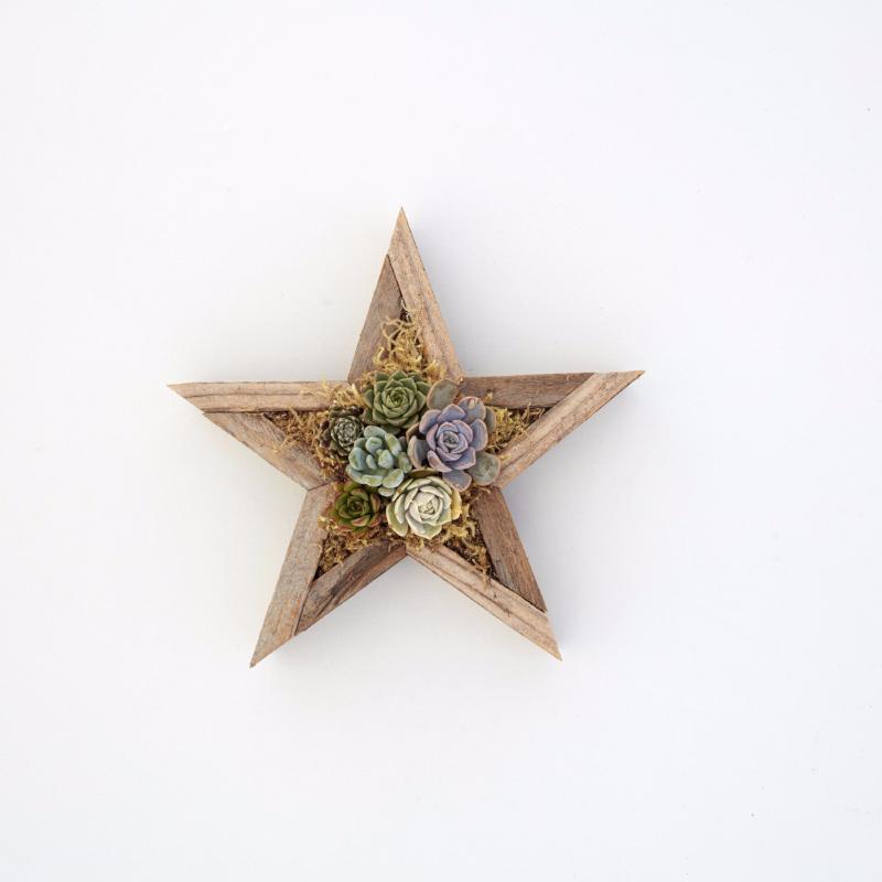 Succulent Vertical Planter Kit - Succulent Wall - Star Planter | Succulent Gardens