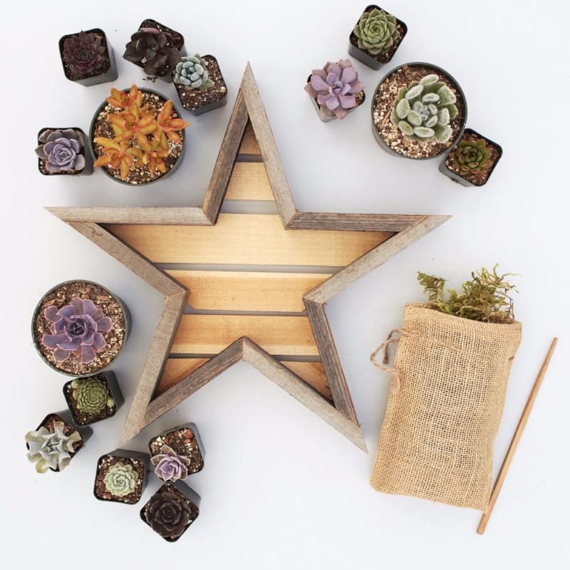succulent wall planter kit Succulent Planter Kit - Succulent Star Kit