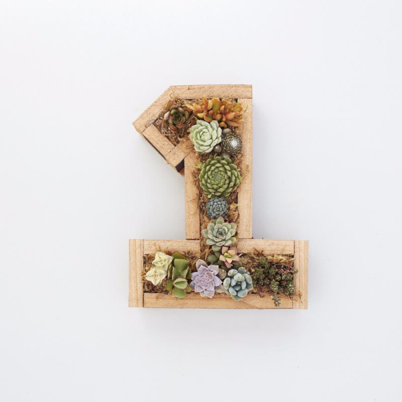 Planted Succulent Number | Succulent Gardens