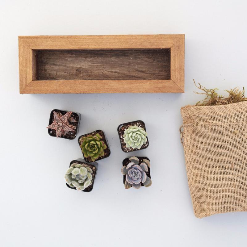 Succulent Planter Kit | Succulent Gardens