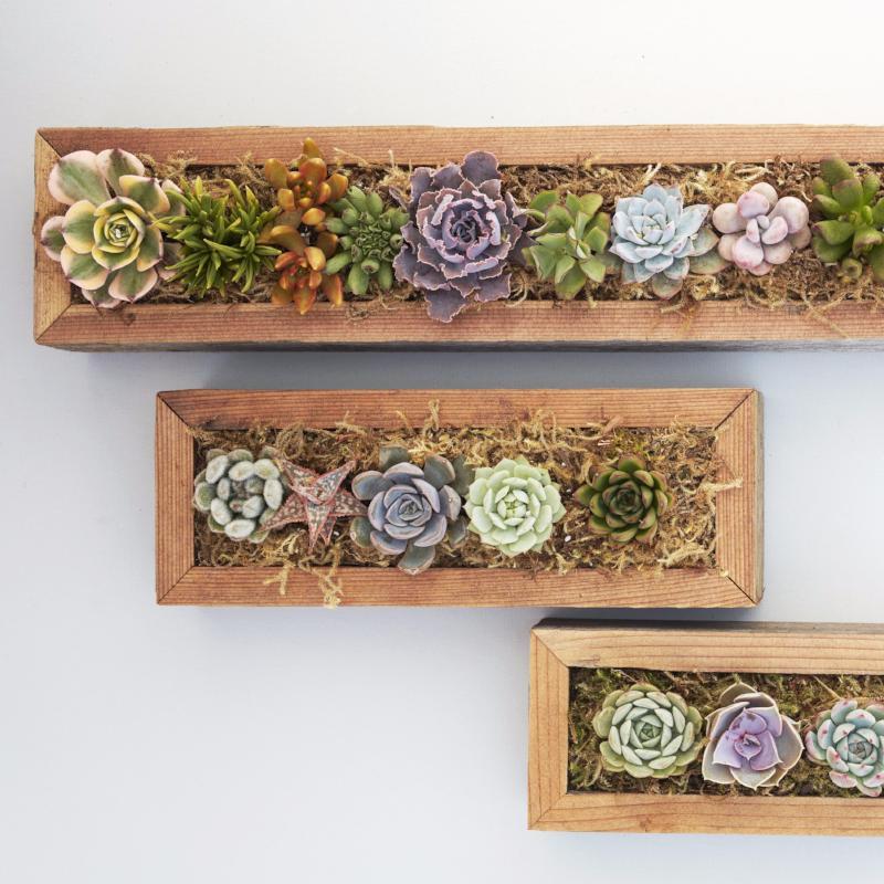 Succulent Planter | Succulent Gardens