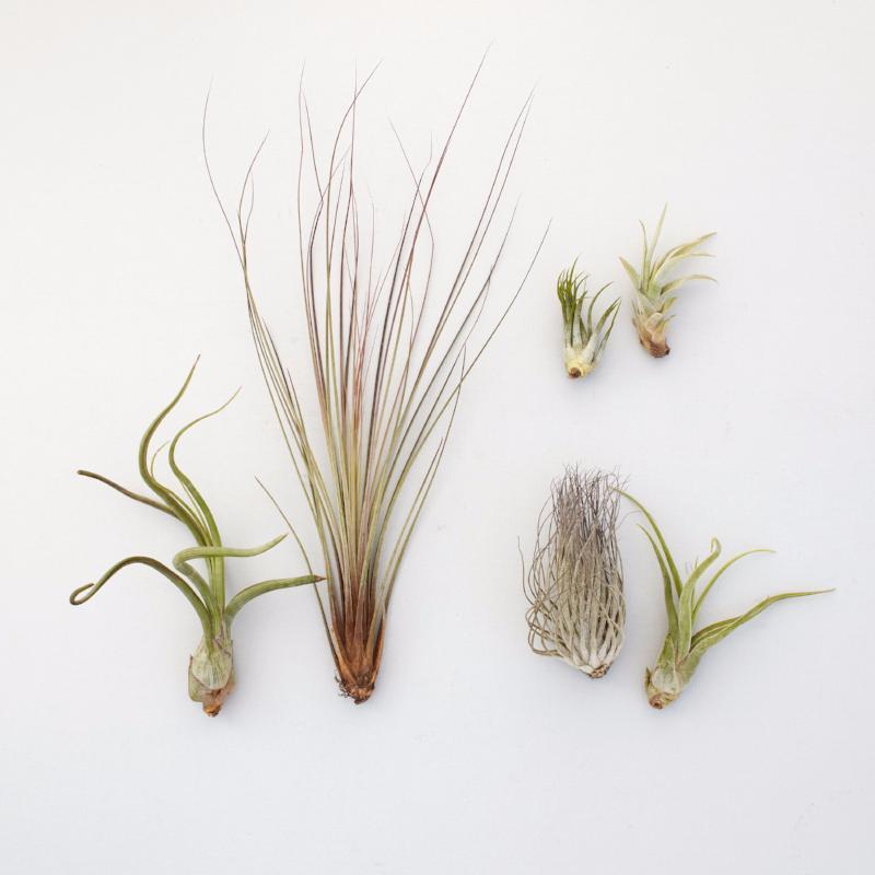 Assorted Air Plants | Tillandsia | $18.00 | Succulent Gardens