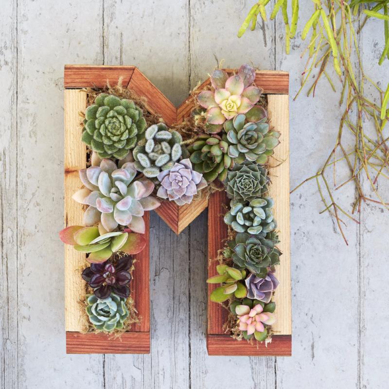 Colorful Succulent Letter | Plant Wall | Succulent Gardens