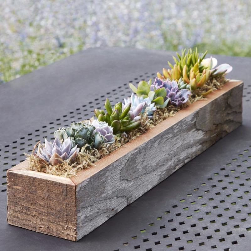 Succulent Trough | Succulent Gardens