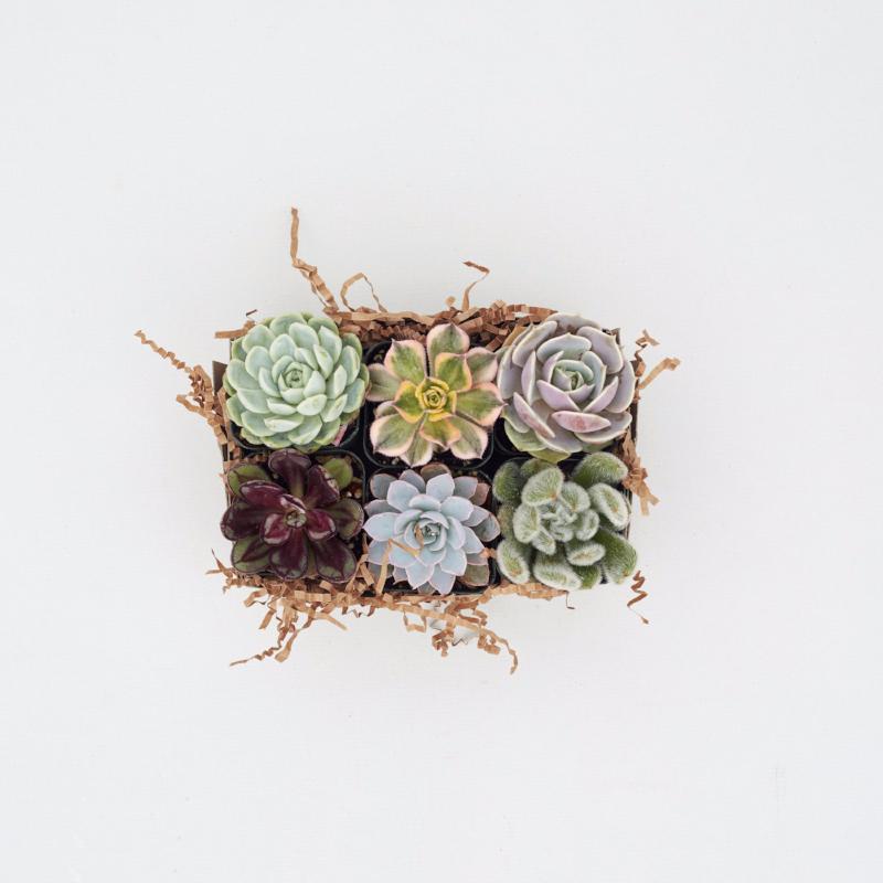 Small Succulents - Succulent Rosettes - Succulent Wedding Favors