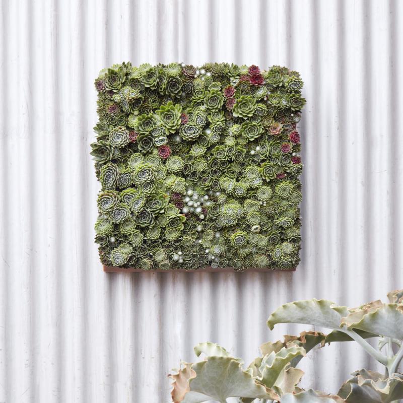 Modular Succulent Wall Panel | Succulent Gardens