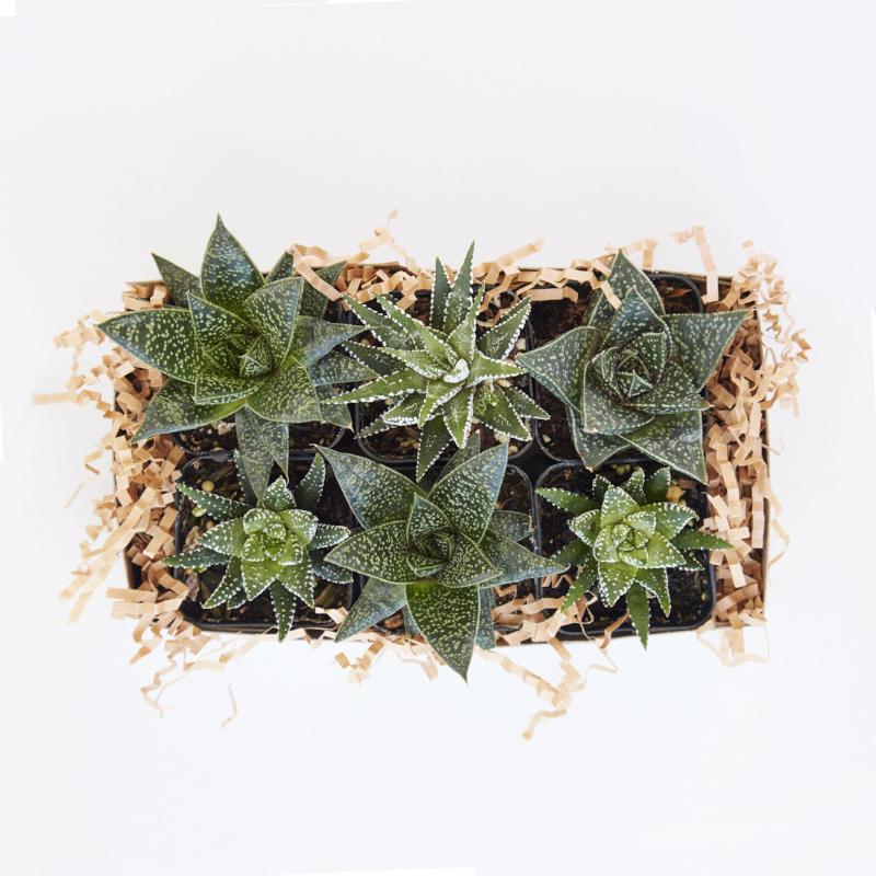 small indoor succulents Small Succulents for Indoors or Low LIght – Succulent Gardens