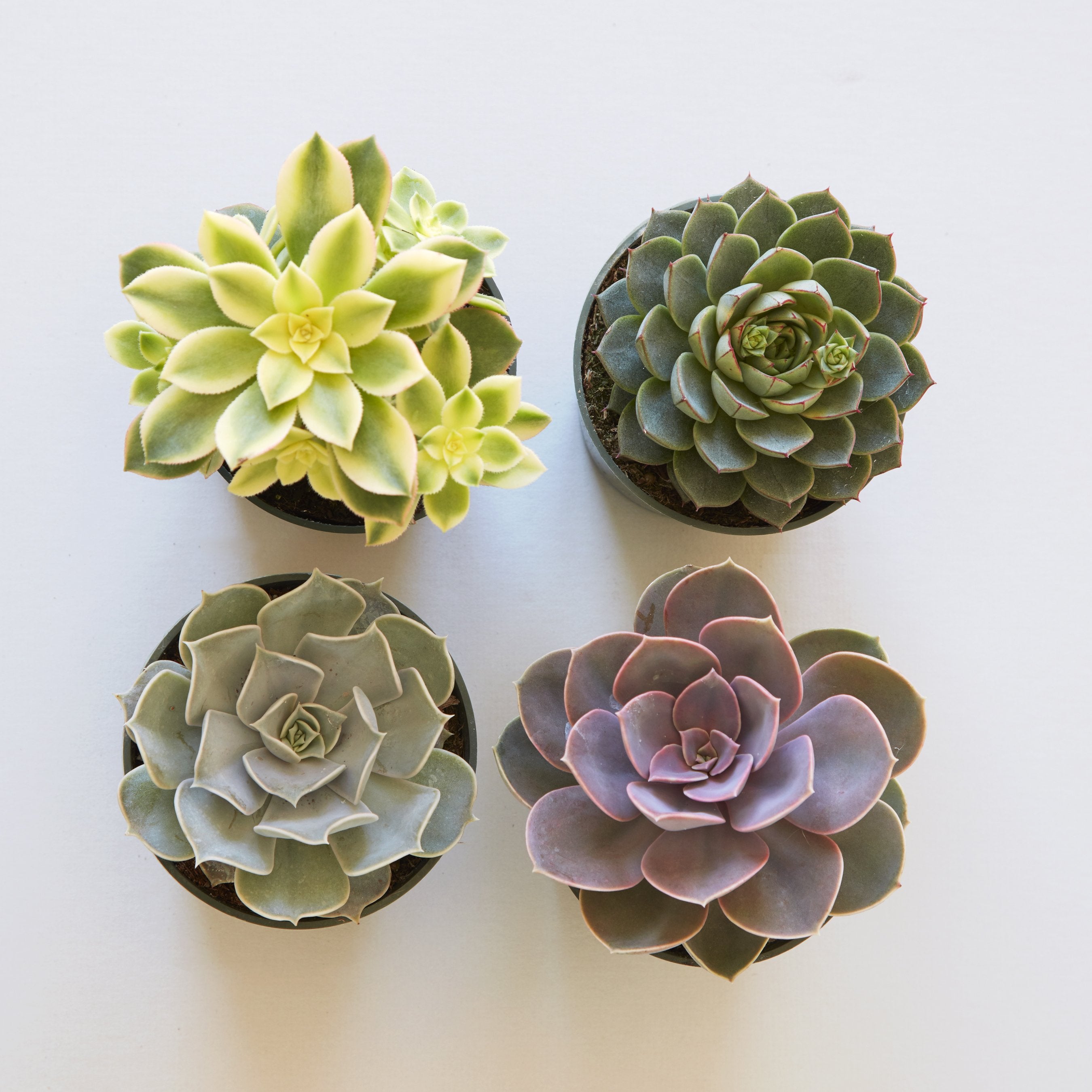 types.of succulents Assorted Medium Succulents – Succulent Gardens