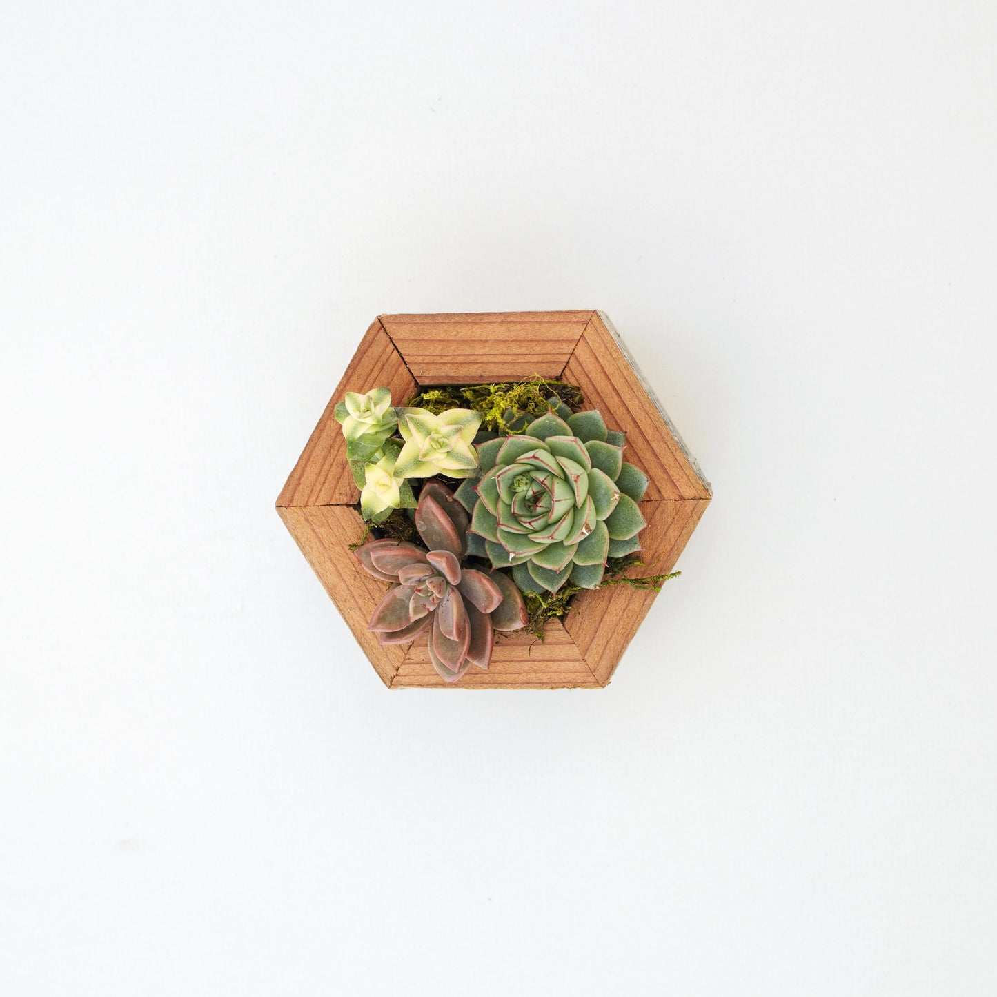 Succulent Hexagon Planter Kit