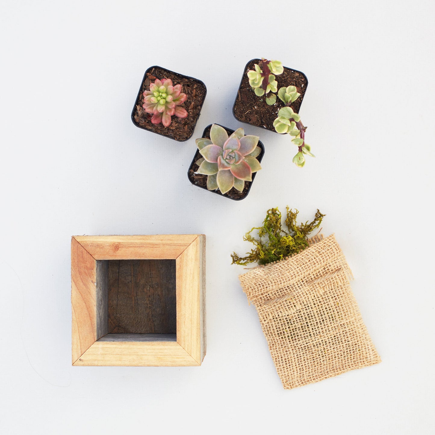 Small Succulent Planter Kit