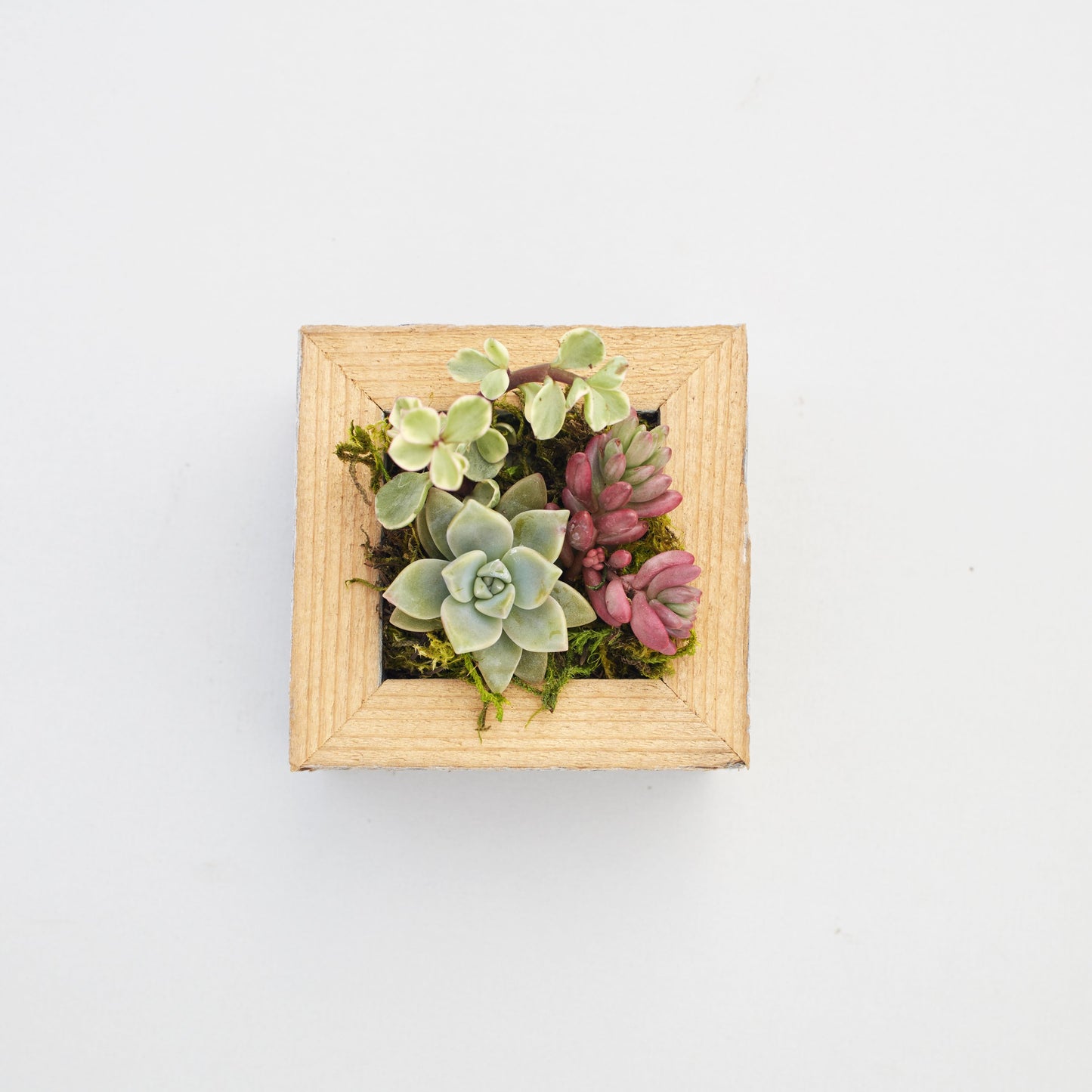 Small Succulent Planter Kit