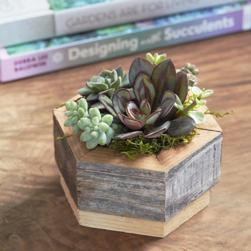 Succulent Planter | Hexagon Planter | $29.00 | Succulent Gardens