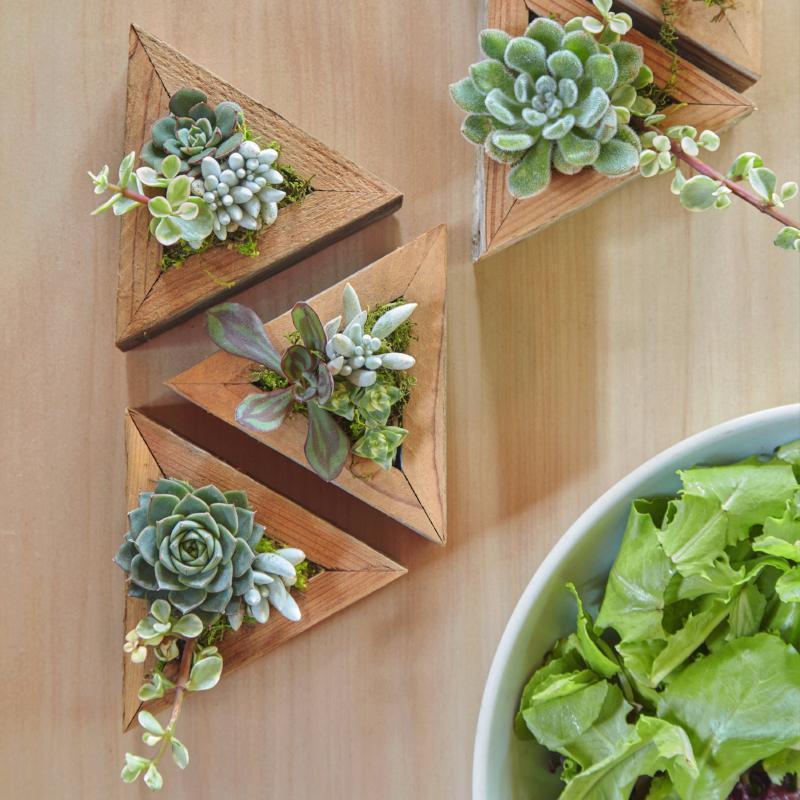 Succulent Centerpiece | Succulent Gardens