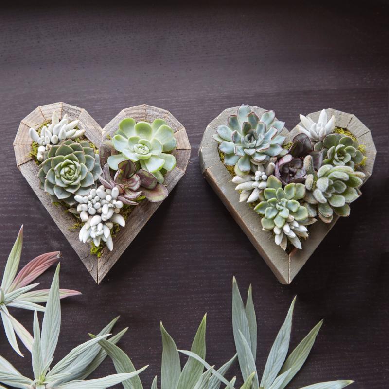 Planted Succulent Heart | Succulent Gardens