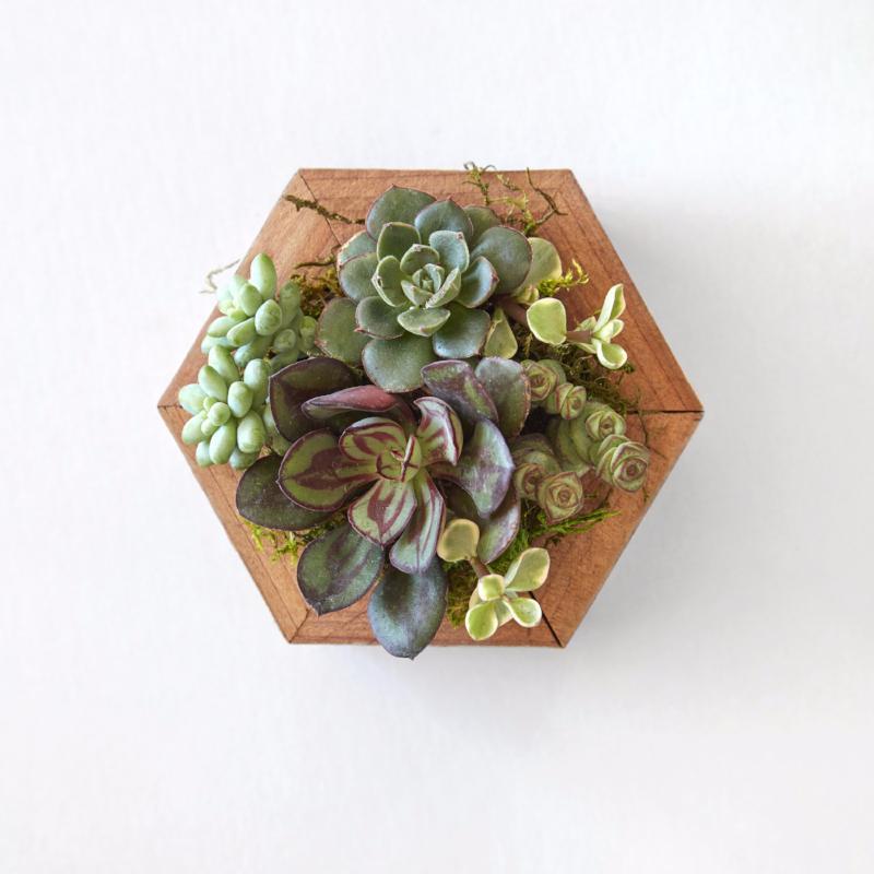succulent holder wood Succulent Planter | Hexagon Planter | Succulent Gift