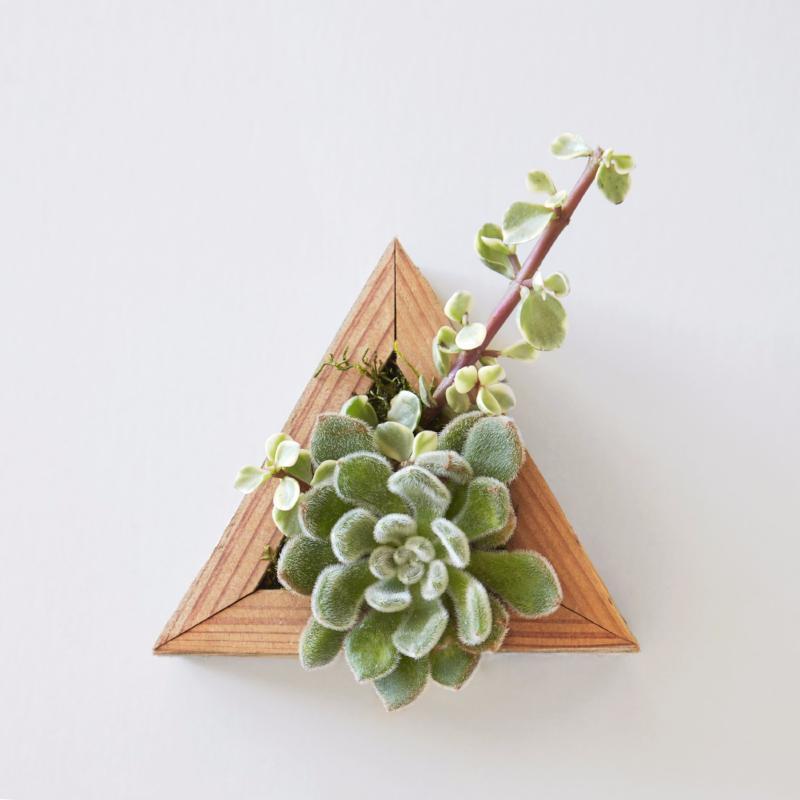 Triangle Succulent Planter | Succulent Gardens