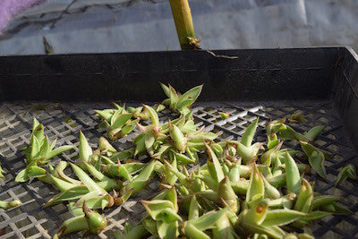 Grower Notes: Propagating from Bulbils
