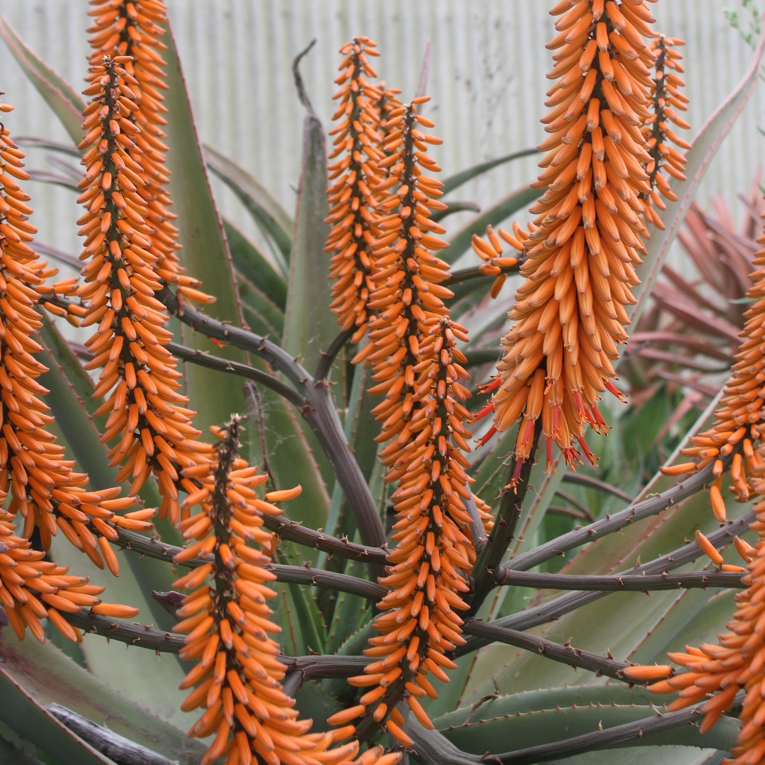 Winter Blooming Aloes