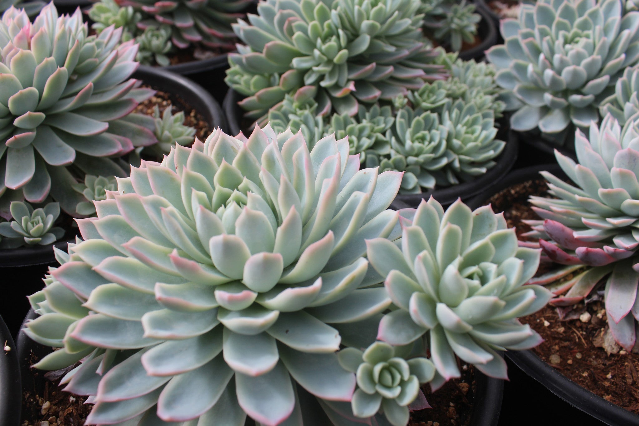 Echeverias in spring! – Succulent Gardens