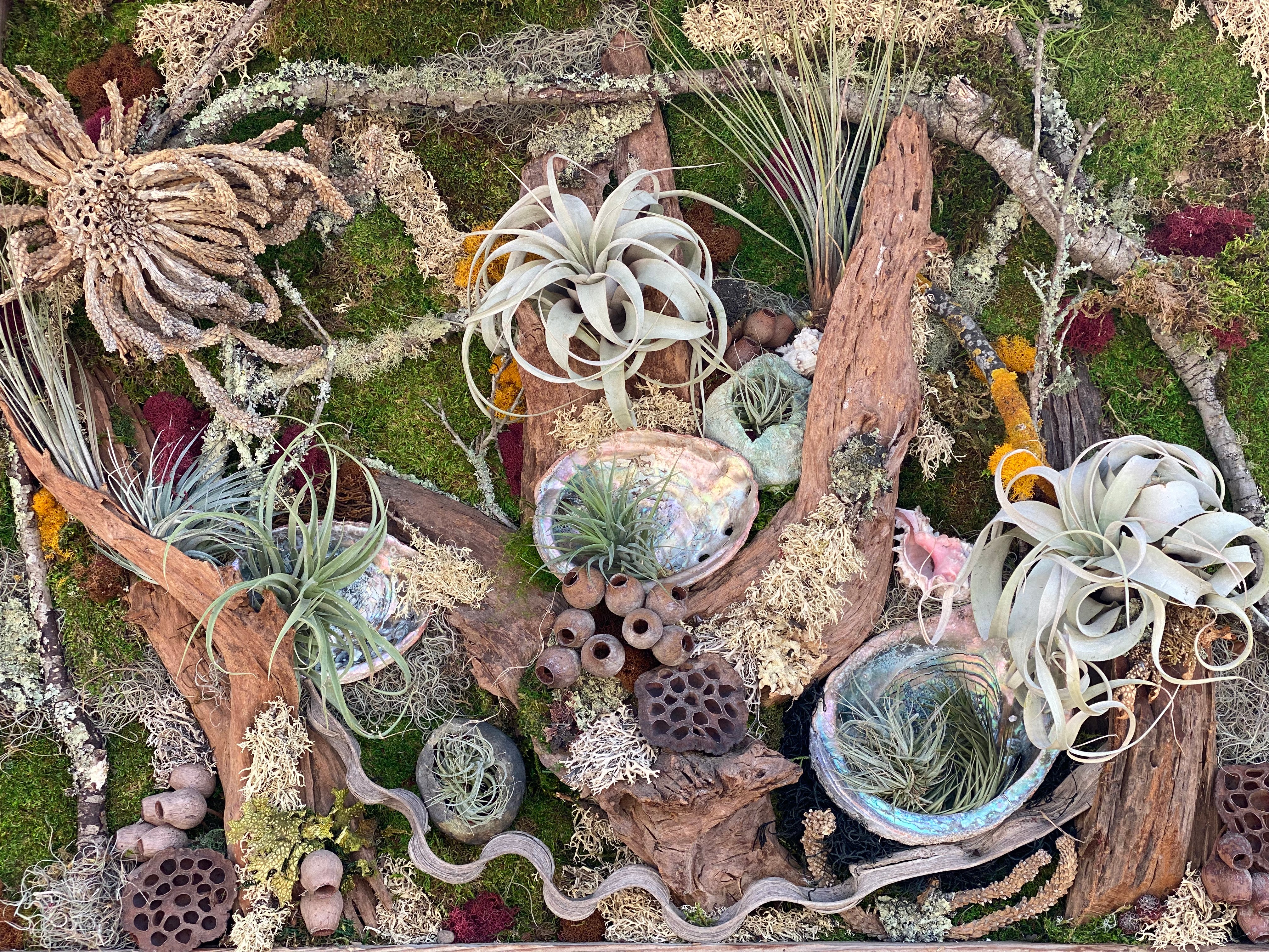 Tillandsia and Moss Frame with Simone – Succulent Gardens