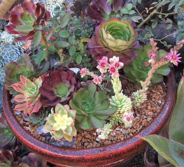 Succulent Container Gardens: Top Dressing
