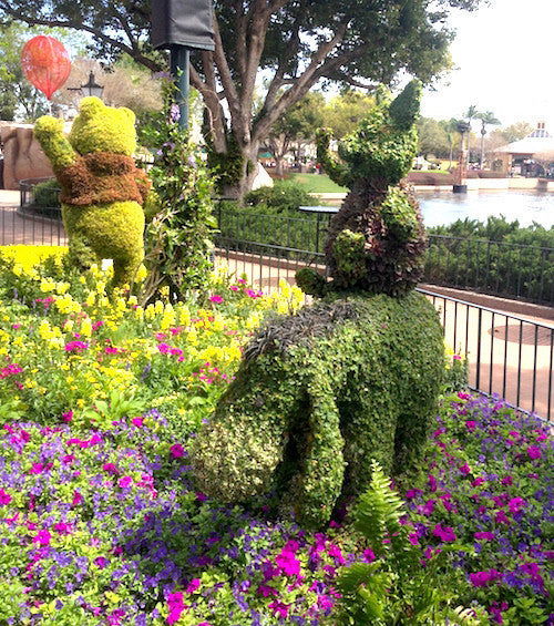 Disney Detour: Succulents at the 2016 Epcot® International Flower & Garden Festival