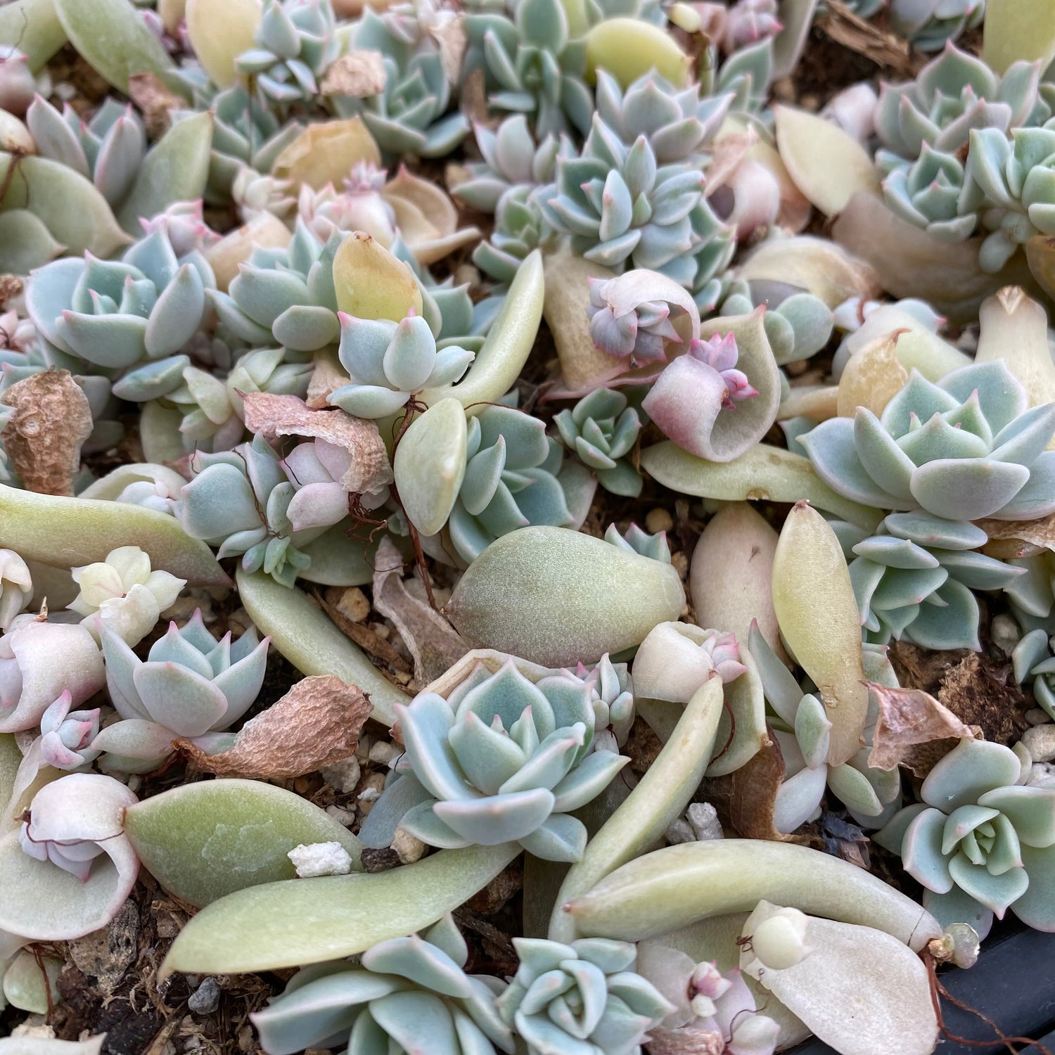 Top 10 Easiest Succulents to Propagate