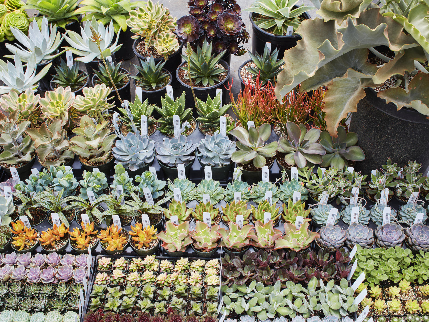 Succulent Care: A Slightly Different Point of View