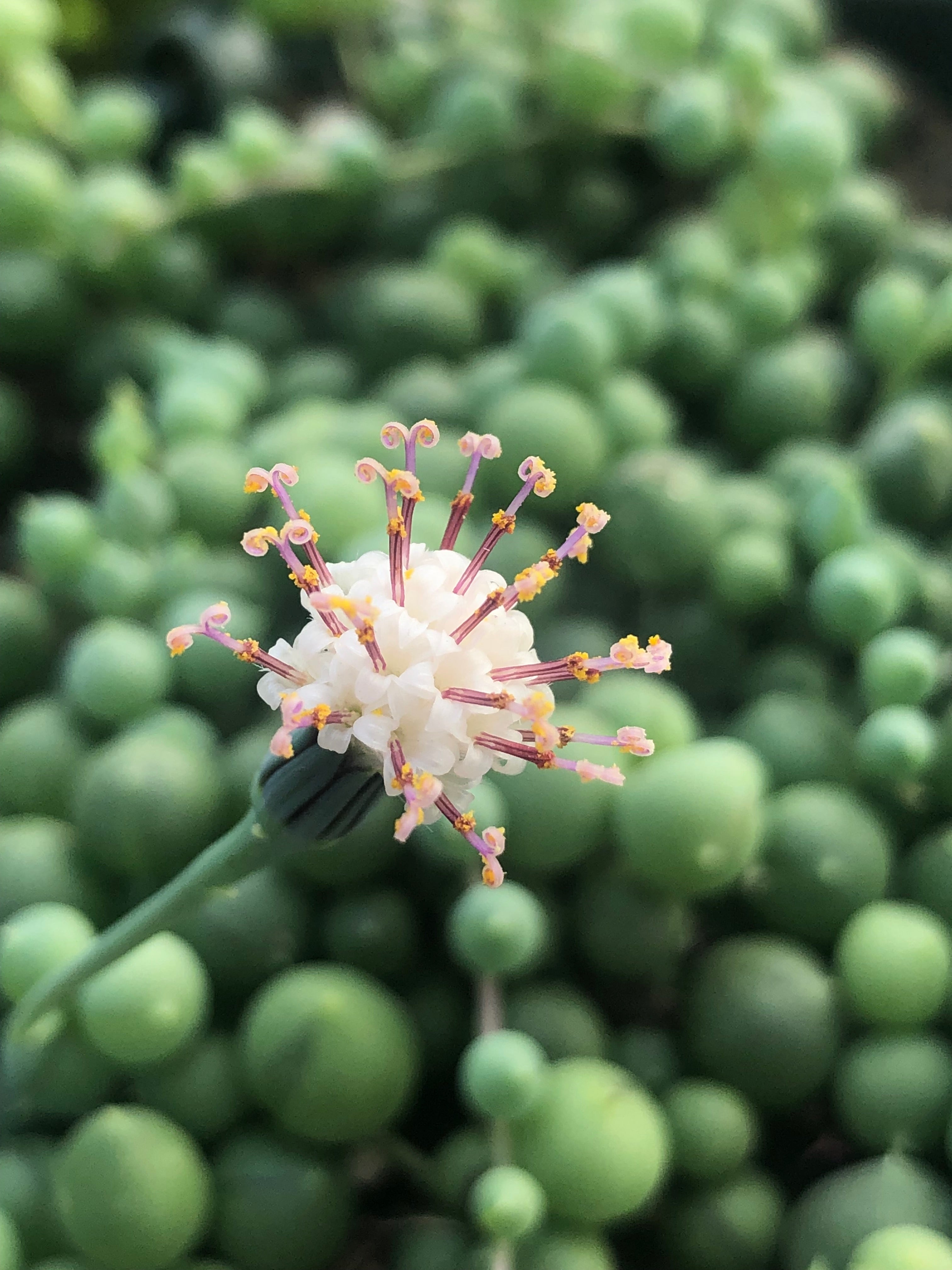 Senecio – Succulent Gardens