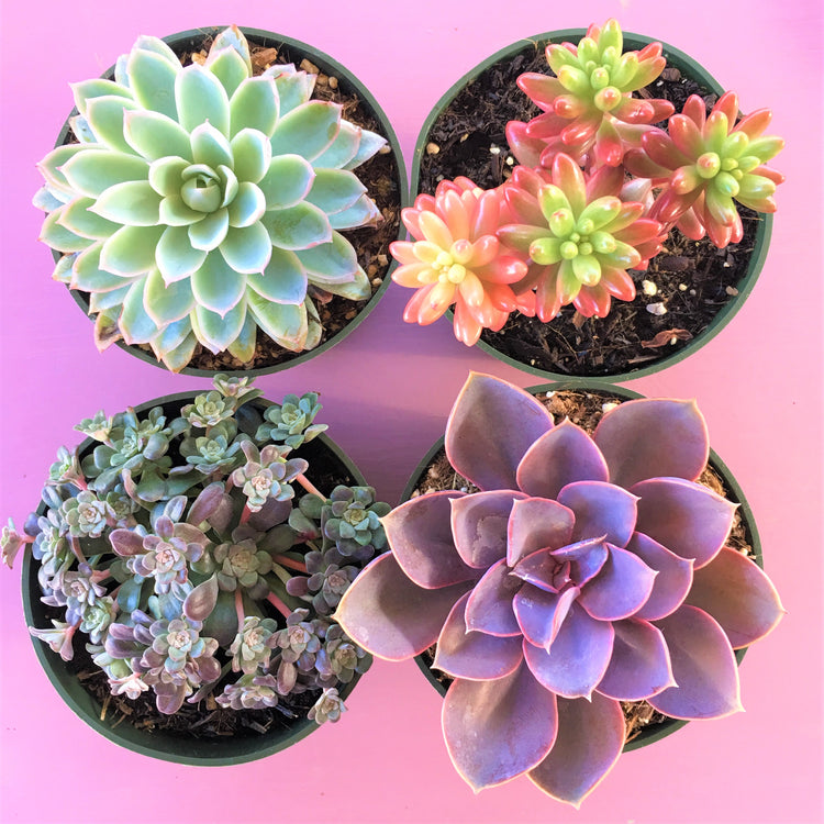 Succulents, DIY Kits, Container Gardens & Succulent Gifts