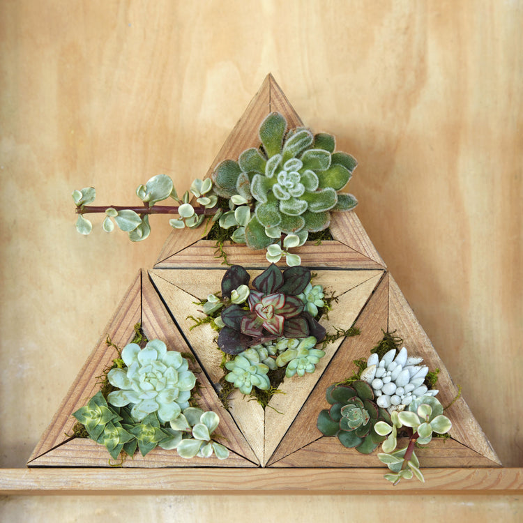 Holiday Succulent Gifts