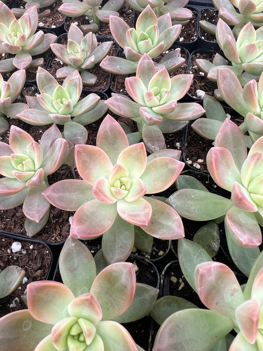 Graptosedum 'California Sunset'