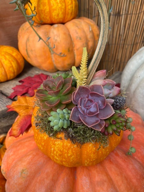 Medium Succulent Pumpkin