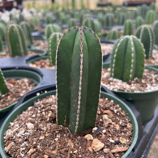 Pachycereus marginatus