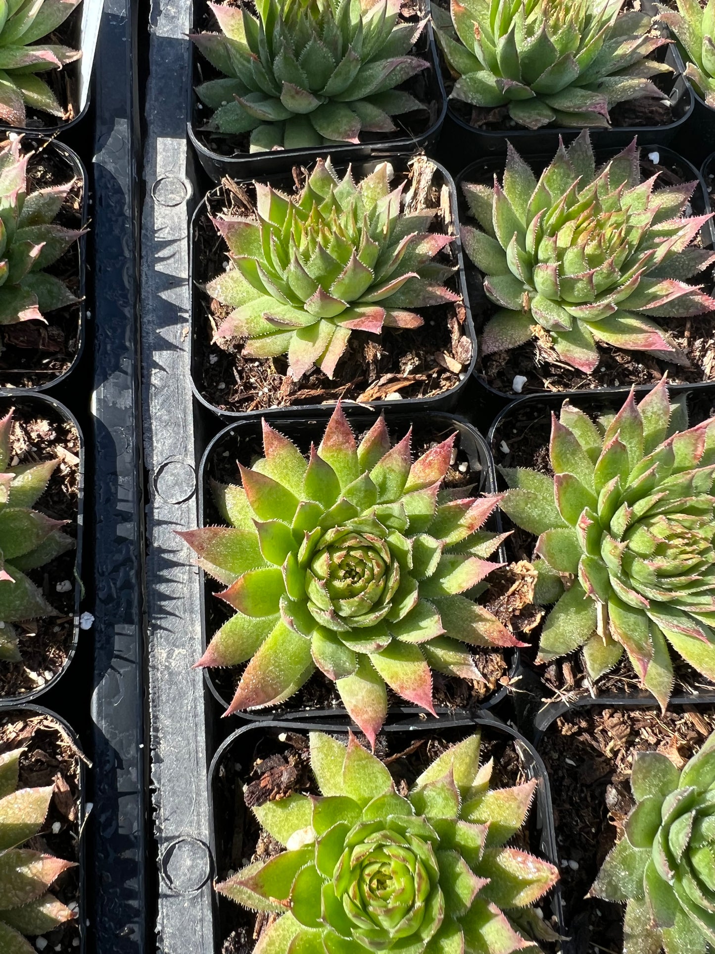 Sempervivum 'Carmen'