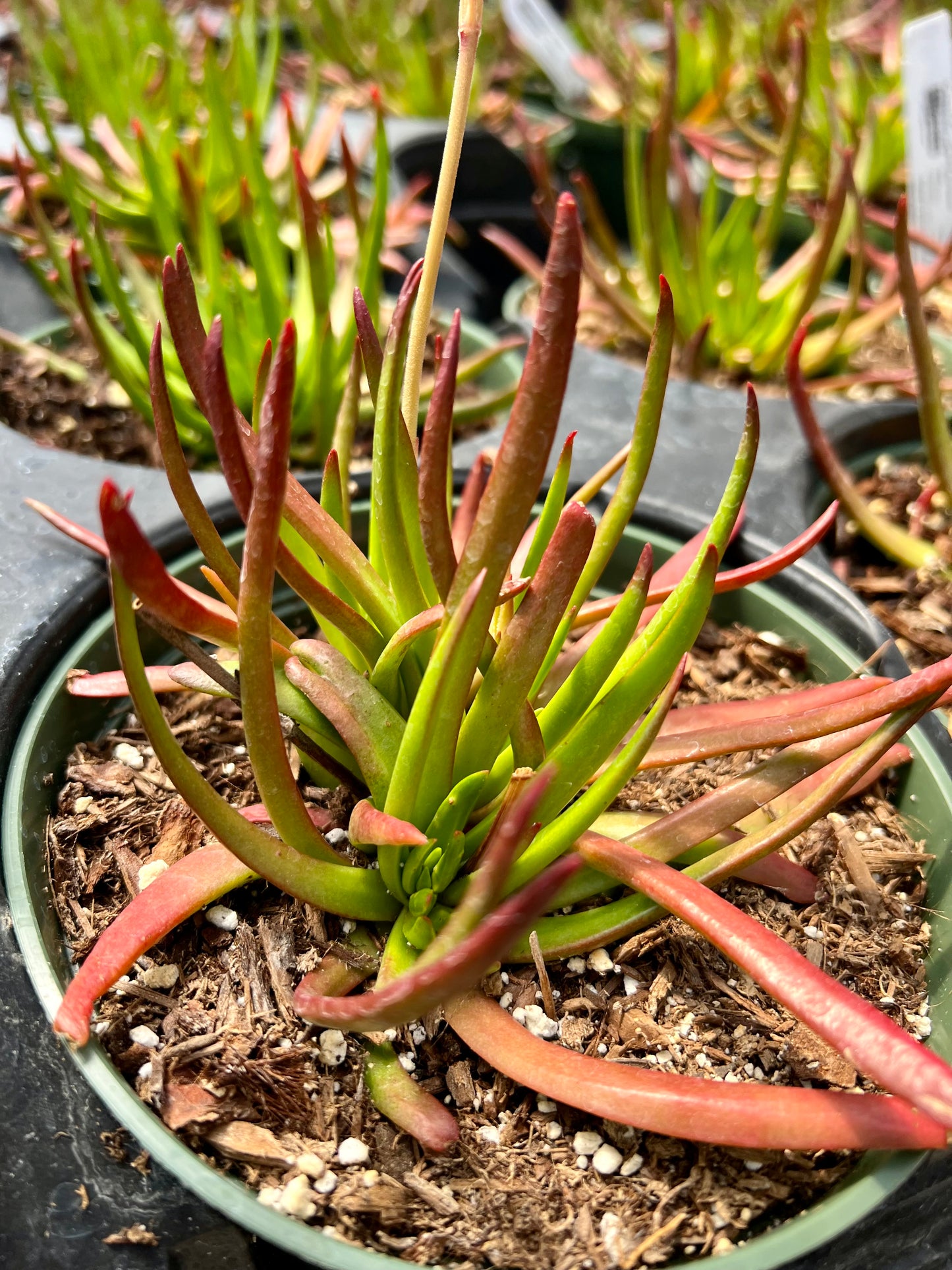 devils horns succulent Crassula 'Devil's Horn' – Succulent Gardens