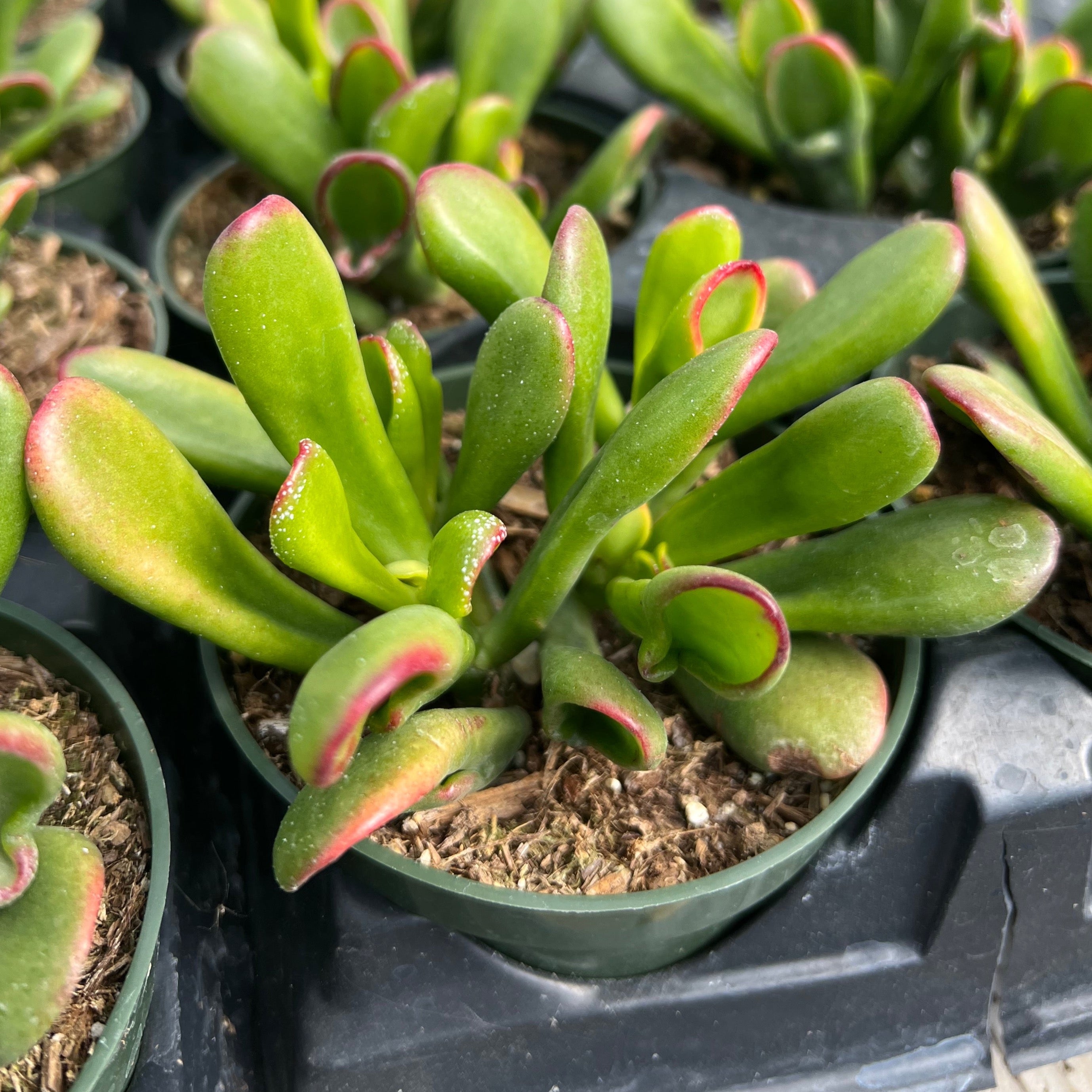 Crassula ovata 'Horntree' en Drypot Rattan main image 0