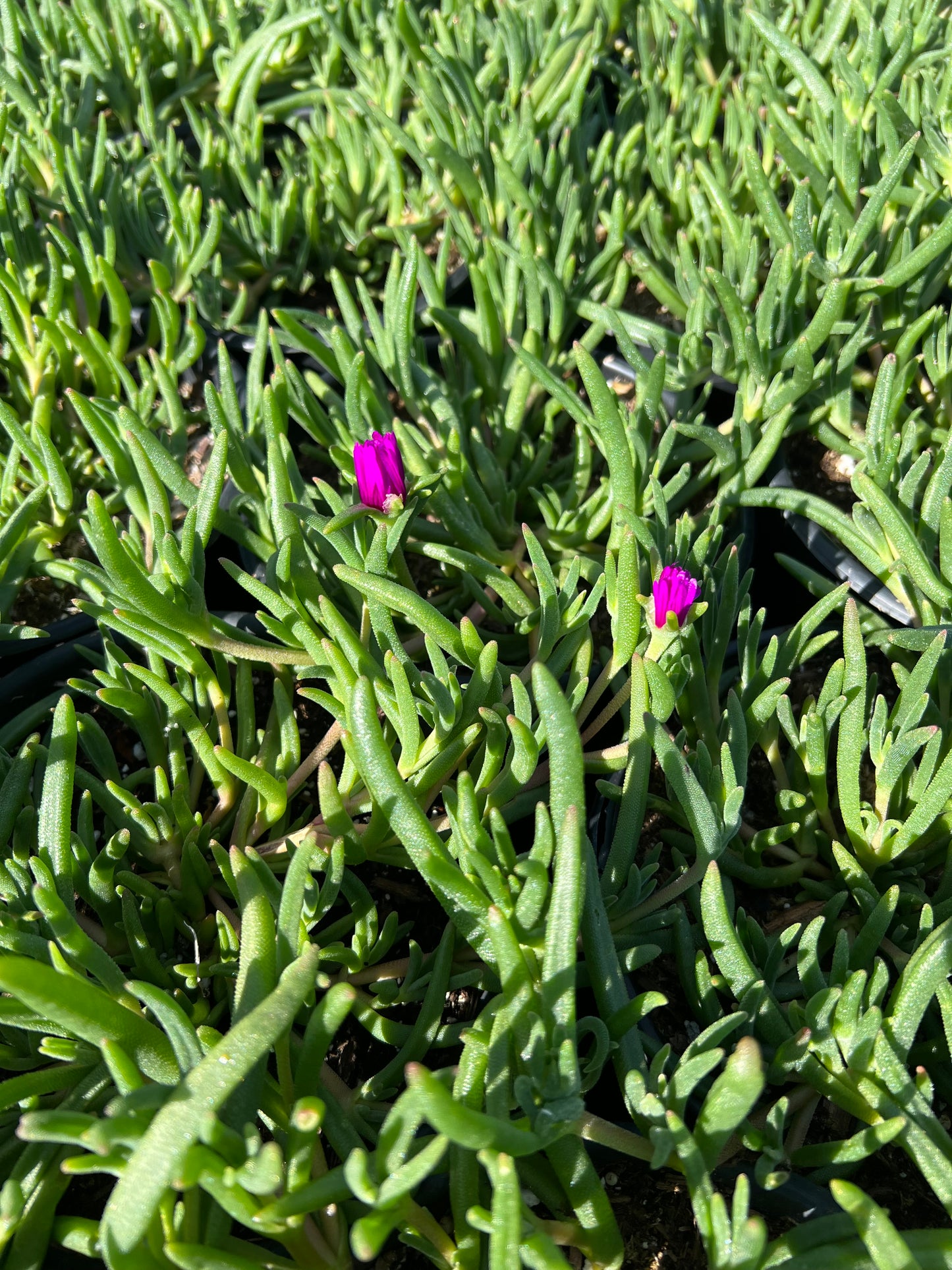 Delosperma cooperi