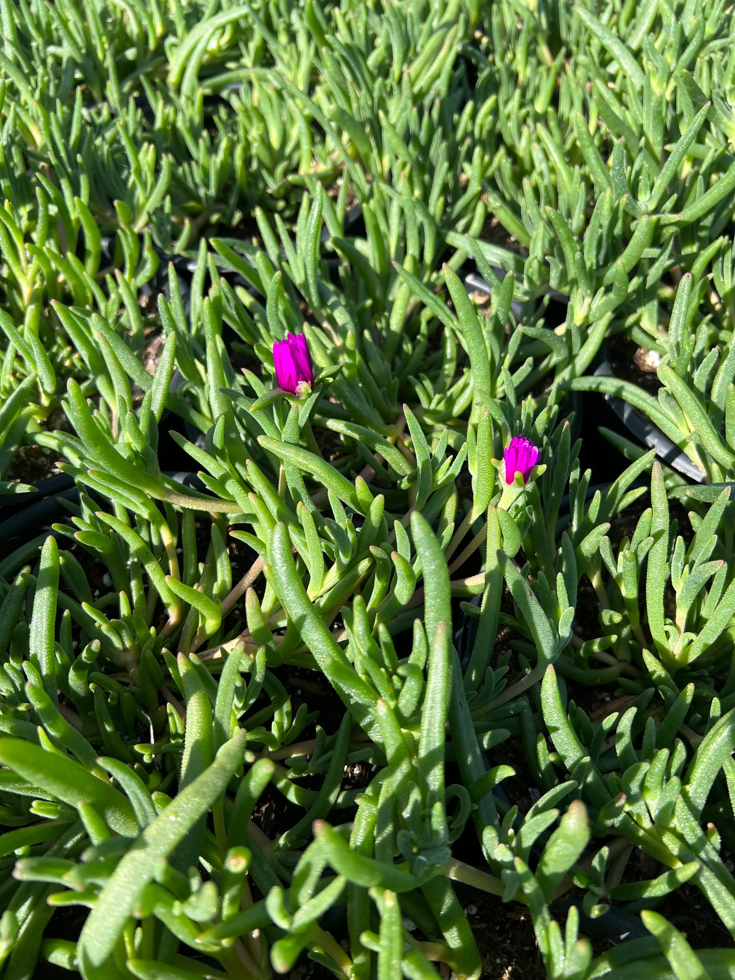 delosperma cooperi succulent Delosperma cooperi – Succulent Gardens