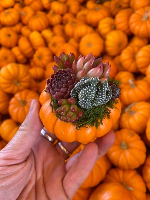 Small Succulent Pumpkin