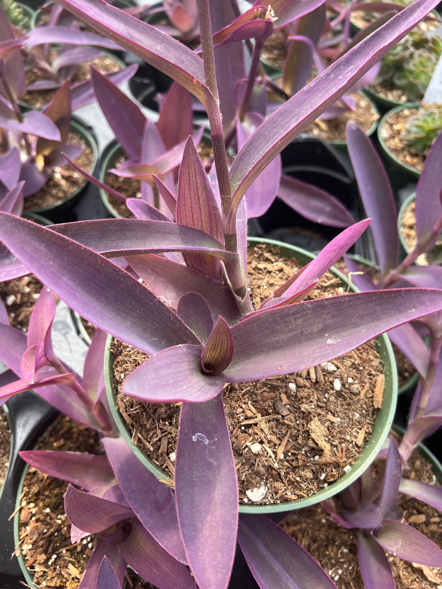 pallida succulent Tradescantia pallida – Succulent Gardens