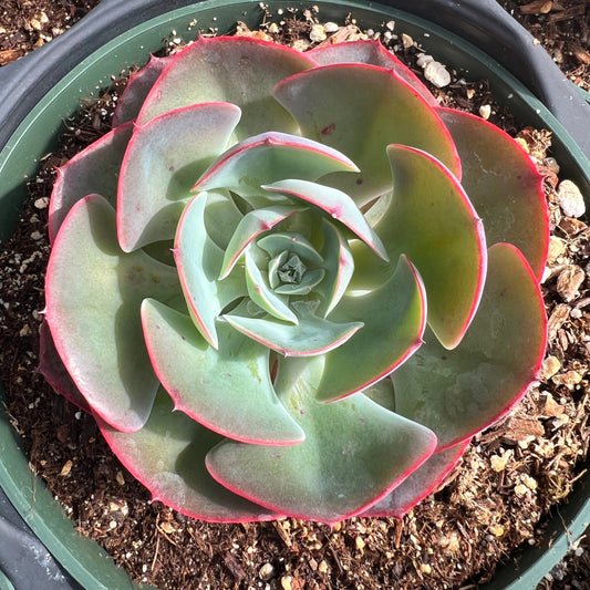 Echeveria 'Imbricata' hybrid