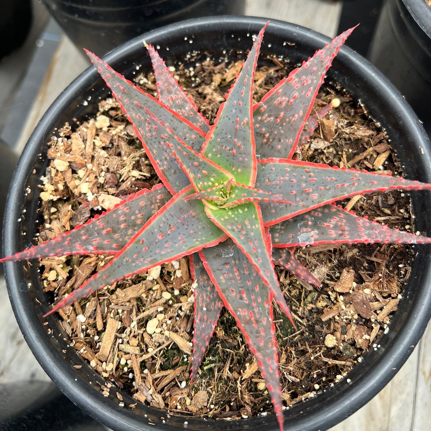 christmas aloe succulent Aloe 'Christmas Carol' – Succulent Gardens