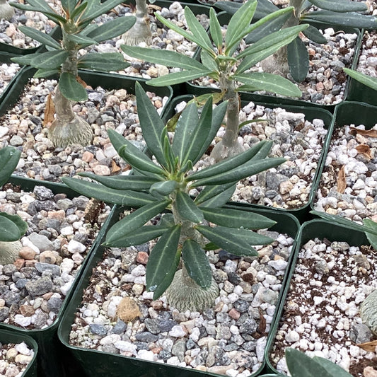 Pachypodium bispinosum