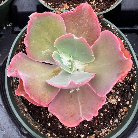 Echeveria gibbiflora hybrid