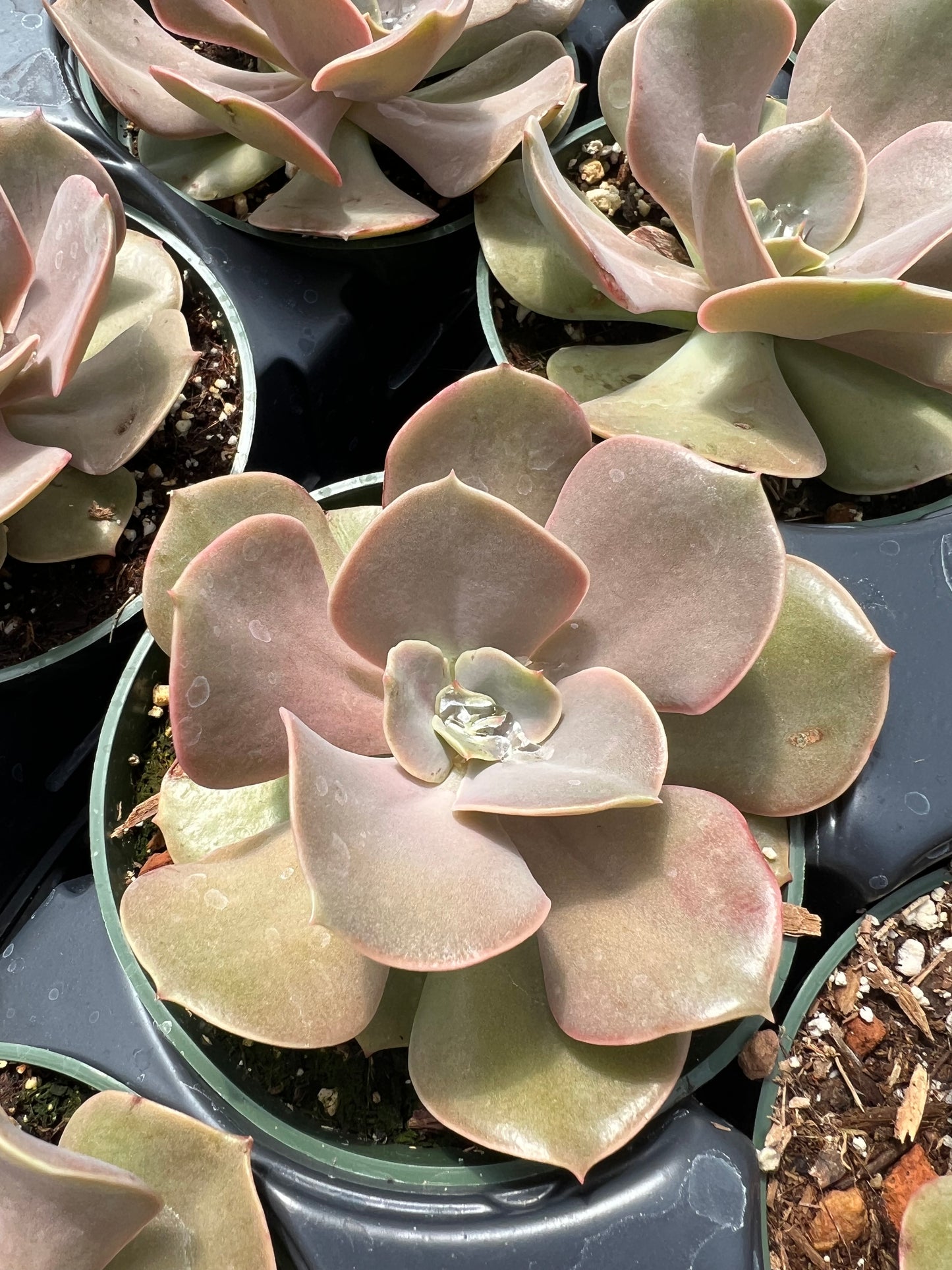 xanthe rose succulent Echeveria 'Lolita' – Succulent Gardens